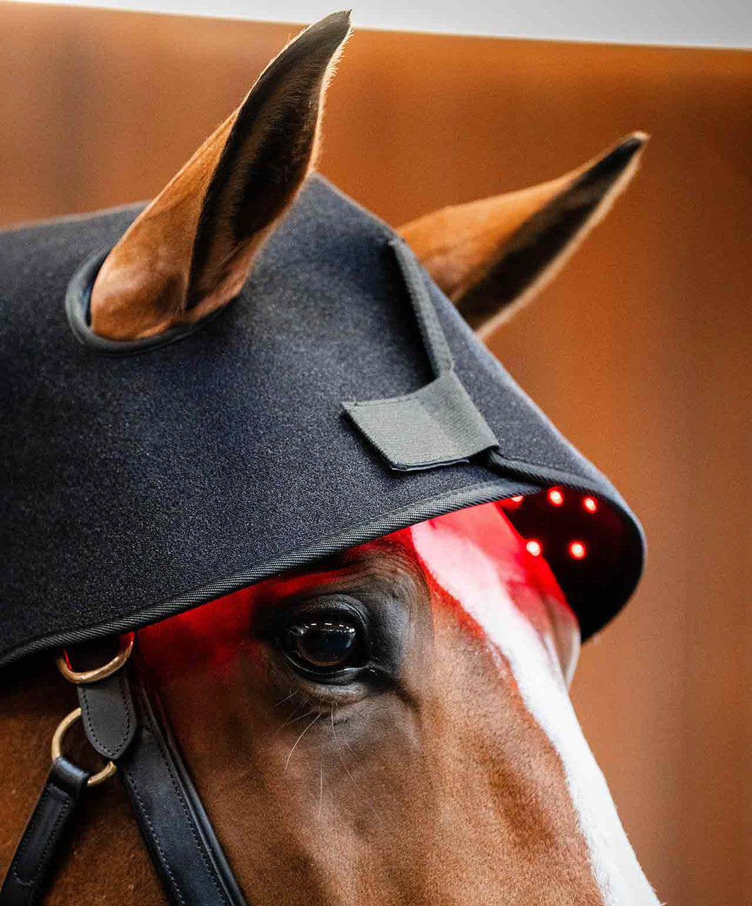 Horse wearing Elk Canada red light therapy head and neck wrap – equine Red light for poll, TMJ and neck recovery 940nm