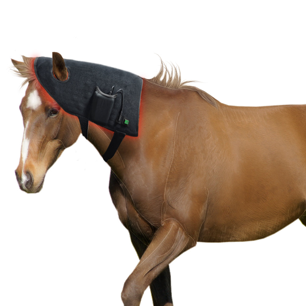 Horse wearing Elk Canada red light therapy head and neck wrap – equine photobiomodulation for poll, TMJ and neck recovery