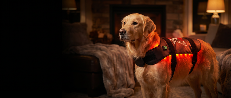 The Complete Guide to Red Light Therapy for Dogs: Benefits, Uses & How It Works