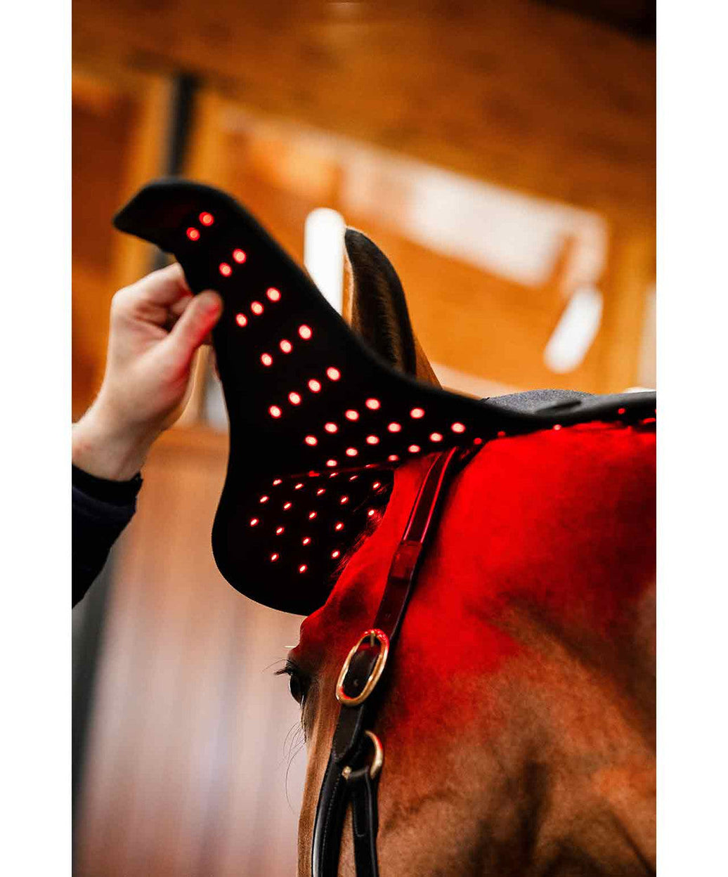 Brown horse wearing red light therapy blanket for back and topline treatment