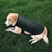 Medium dog wearing red light therapy back wrap for recovery