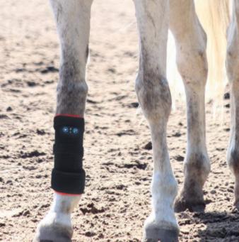 Equine tendon wrap with 660nm 850nm  940 nm red light therapy for horse legs